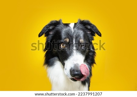Hungry border collie dog linking it nose with tongue and eating. Isolated on yellow colored background