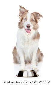 Hungry Border Collie Dog Sits With Empty Bowl And Asks Food. Isolated On White Background