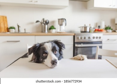 Hungry Border Collie Dog Sitting On Table In Modern Kitchen Looking With Puppy Eyes Funny Face Waiting Meal. Funny Dog Looking Sad Gazing And Waiting Breakfast At Home Indoors. Pet Care Animal Life