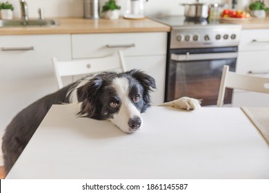 Hungry Border Collie Dog Sitting On Table In Modern Kitchen Looking With Puppy Eyes Funny Face Waiting Meal. Funny Dog Looking Sad Gazing And Waiting Breakfast At Home Indoors. Pet Care Animal Life