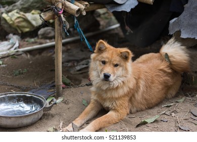 A Hungry Brown Chinese Rural Dog Siting Laying Down Next To A Empty Steel Big Bowl And Looking For Food In A Broken Doghouse