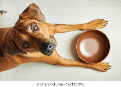 Hungry Brown Dog With Empty Bowl Waiting For Feeding, Looking At Camera, Top View