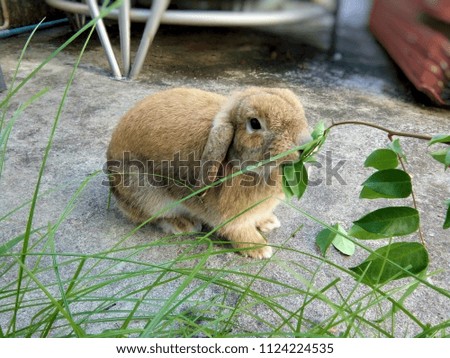 Rabbit eating flowers II