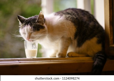 Hungry Cat Drink Milk From Glass On Windowsill On Summer Green Background