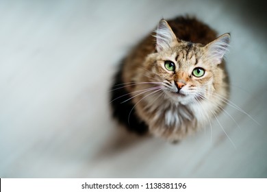 Hungry cat with green eyes looking and waiting for food