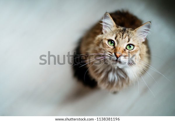 緑の目で食べ物を探し、待つ空腹の猫」の写真素材（今すぐ編集 