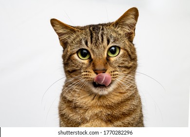 Hungry Cat Isolated On White. Tabby Kitten Licking Lips