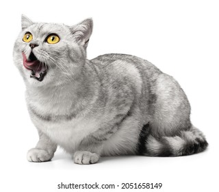 Hungry Cat Isolated On White. Cat Tongue Licking Lips And Mouth