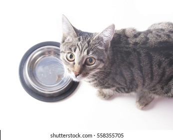 Hungry Cat Near Empty Bowl Asks Feed It