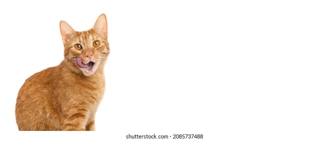Hungry cat on a white background isolated. Ginger tabby kitten licking its lips. Banner of sales creative concept. Online shopping.