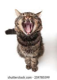 A hungry cat with the opened mouth looks up