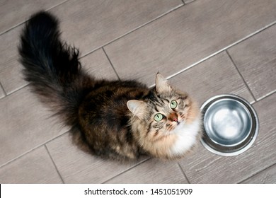 A Hungry Cat Sits By An Empty Bowl And Silently Asks For Food.