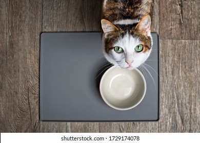 Hungry cat sitting in front of a emty food dish and looking up to the camera.