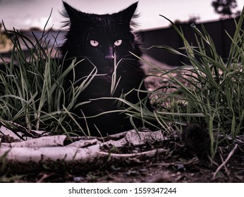 Hungry Cat Stalking It's Prey 