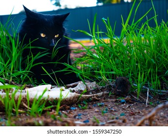 Hungry Cat Stalking It's Prey 