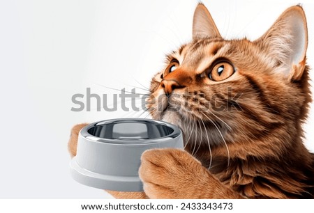 hungry cat waiting for food