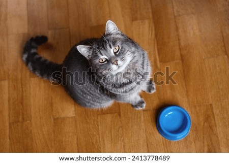 Hungry cat wants to eat, top view. Cat sitting on kitchen floor, begging for food. A kitten and an empty bowl. Hungry cat sits near an empty bowl and silently asks for food. Care for pets. Funny cats.
