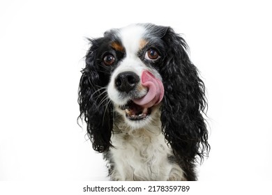 Hungry Cavalier Puppy Dog Licking It Lips With Tongue. Isolated On White Background