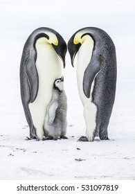 皇帝ペンギン の画像 写真素材 ベクター画像 Shutterstock