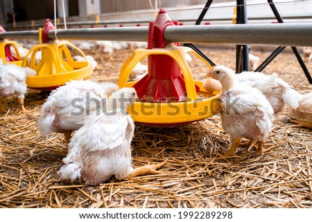 Hungry chickens domestic animals eating food from automated feeding system at poultry farm.