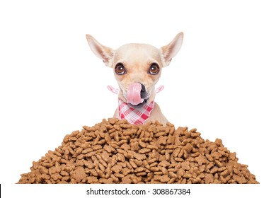 Hungry Chihuahua Dog Behind A Big Mound Or Cluster Of Food , Isolated On White Background