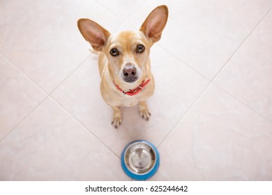 Hungry  Chihuahua Dog Behind Empty  Bowl, Isolated By Floor Background At Home And Kitchen Looking Up  To Owner And Begging For Food