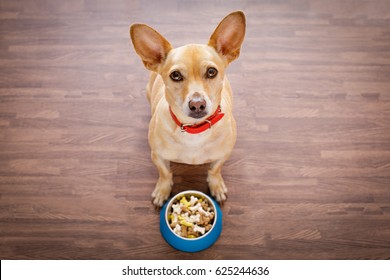 Hungry  Chihuahua Dog Behind Food Bowl  Isolated Wood Background At Home And Kitchen Looking Up  To Owner And Begging