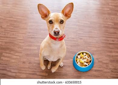 Hungry  Chihuahua Dog Behind Food Bowl  Isolated Wood Background At Home And Kitchen Looking Up  To Owner And Begging