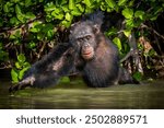 Hungry chimpanzee grabing for food in the River Gambia, West Africa