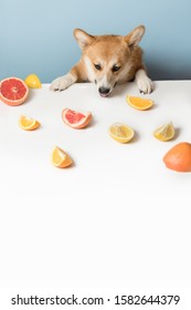 Hungry Corgi Dog Sitting Behind The Table And Licking Food. Naughty, Bad Dog Steals Food From The Table. Corgi Dog Like Citrus Fruits. Healthy Life, Detox Concept. Copy