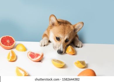 Hungry Corgi Dog Sitting Behind The Table And Licking Food. Naughty, Bad Dog Steals Food From The Table. Corgi Dog Like Citrus Fruits. Healthy Life, Detox Concept. Copy