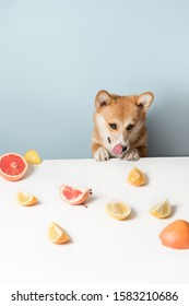 Hungry Corgi Dog Sitting Behind The Table And Licking Food. Naughty, Bad Dog Steals Food From The Table. Corgi Dog Like Citrus Fruits. Healthy Life, Detox Concept. Copy