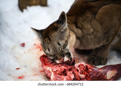 what does a puma eat