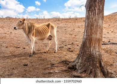hungry cow with ribs exposing suffering through a dry hot australian drought