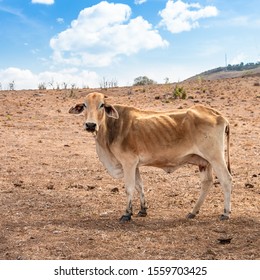 Hungry Cow With Ribs Exposing Suffering Through A Hot Australian Drought