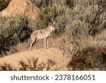 Hungry Coyote looking for birds at Santa Susana Pass State Historic Park near Los Angeles and Simi Valley in Southern California.  