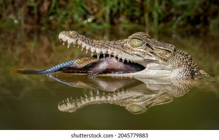Hungry Crocodile is eating the fish