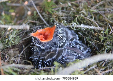 Hungry Cuckoo Chick In Nest With Open Beak