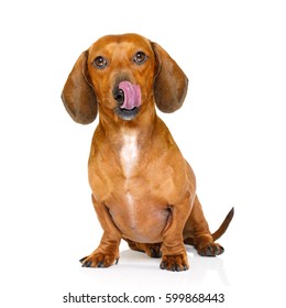 Hungry Dachshund Sausage Dog  Licking With Tongue Isolated On White Background