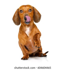 Hungry Dachshund Sausage Dog  Licking With Tongue Isolated On White Background And High Five With Paw , Licking  With Tongue