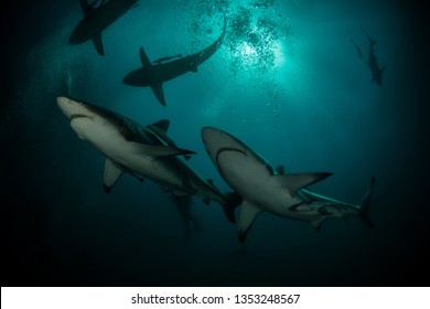 Lot of hungry and dangerous sharks swim for food question on blue ocean background with sun on back plan.