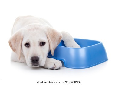 Hungry dieting Labrador puppy dog and empty food dish isolated on white with copy space