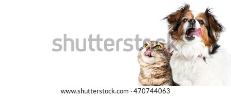 Hungry dog and cat licking lips on horizontal banner with copy space sized for a popular social media website cover image