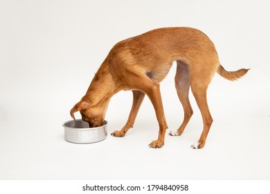 Hungry Dog Eating From A Bowl. White Background, Isolated.