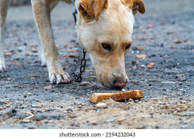 Hungry Dog Eating Bread, Dogs On A Chain, Animal Protection, Concept Of Animal Cruelty, Sad Dog On A Leash Close Up