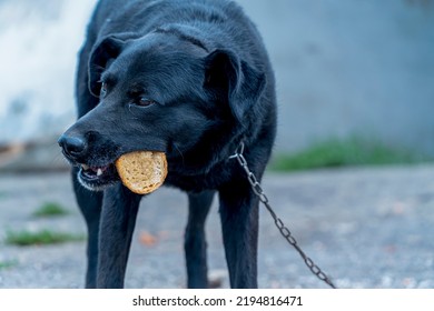 Hungry Dog Eating Bread, Dogs On A Chain, Animal Protection, Concept Of Animal Cruelty, Sad Dog On A Leash Close Up