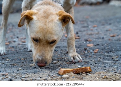 Hungry Dog Eating Bread, Dogs On A Chain, Animal Protection, Concept Of Animal Cruelty, Sad Dog On A Leash Close Up