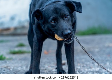 Hungry Dog Eating Bread, Dogs On A Chain, Animal Protection, Concept Of Animal Cruelty, Sad Dog On A Leash Close Up