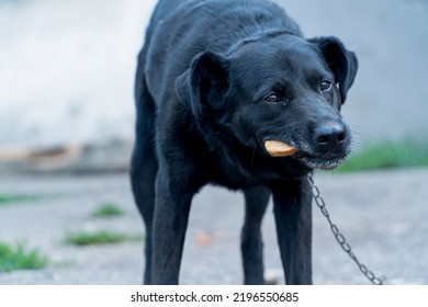 Hungry Dog Eating Bread, Dogs On A Chain, Animal Protection, Concept Of Animal Cruelty, Sad Dog On A Leash Close Up