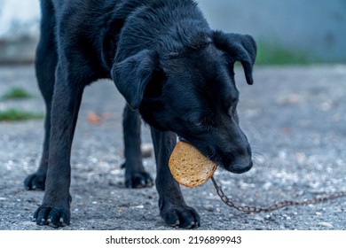 Hungry Dog Eating Bread, Dogs On A Chain, Animal Protection, Concept Of Animal Cruelty, Sad Dog On A Leash Close Up